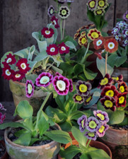 Garden Auricula Primula Plant Perennial Theatre 1 x 9cm Pots Lovely Plants Mxd.