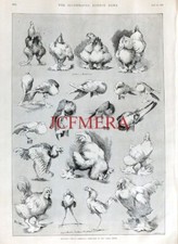 Gamefowl Cochine & Brahmas at the Dairy Show Antique 1890 LOUIS WAIN Print E10/A