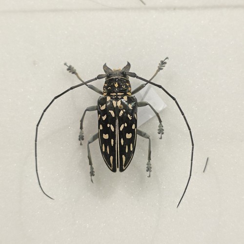 Stellognatha maculata set - maculata,