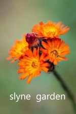 Fox and Cubs pilosella aurantiaca Perennial Orange flower seeds SLYNE GARDEN