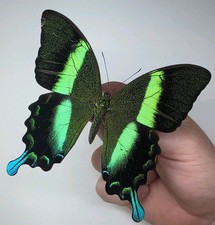 Papilio Blumie A- Set
