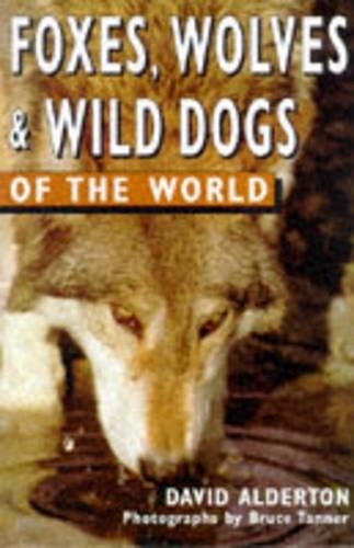 Foxes wolves and - and, wild