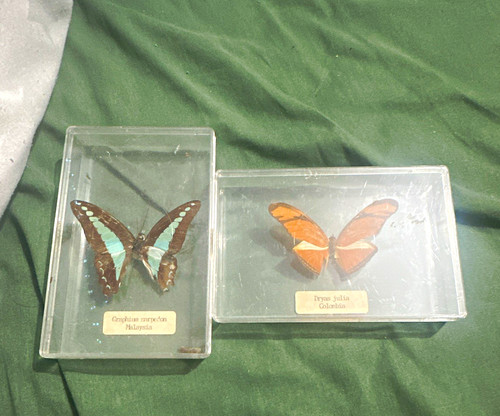 Mounted butterfly specimens - 2x,