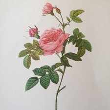 Pierre Joseph Redoute A Colour