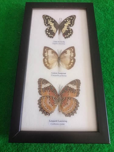 Taxidermy butterflies framed - taxidermy,