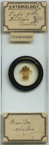 Antique microscope slide - antique,