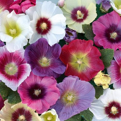 Hollyhock alcea halo mixed - hollyhock,