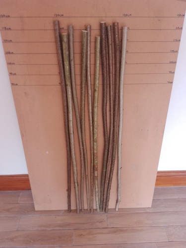 Hazel walking stick - , x
