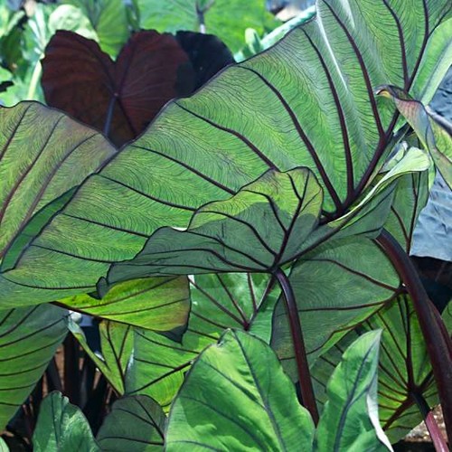 Colocasia blue hawaii taro - blue, hawaii|