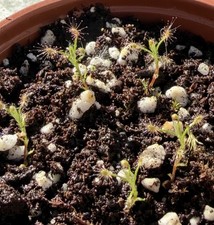Pygmy Sundew Drosera