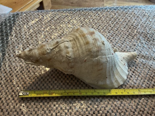 Fox head conch snail sea - fox,