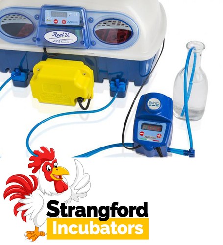 Borotto egg incubators full - borotto,