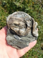 Oyster bivalve wood - oyster, on