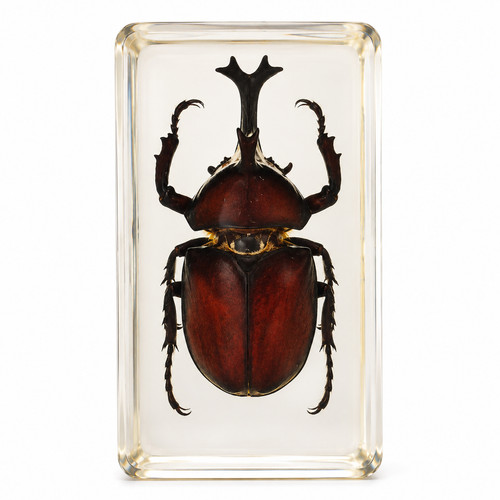Japanese rhinoceros beetle - japanese,