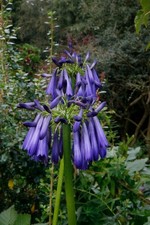 Agapanthus inapertus