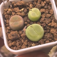 Exact Plant，3pcs Conophytum