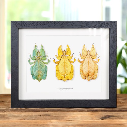 Gray leaf insect - trio, in