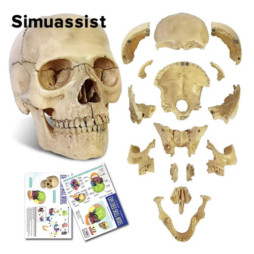15pcs skull anatomical - 15pcs,