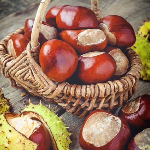 200 scottish conkers horse - scottish, conkers,horse