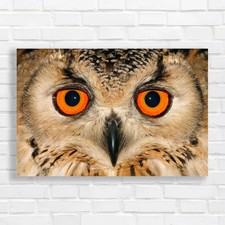 Closeup Portrait Of Owl With