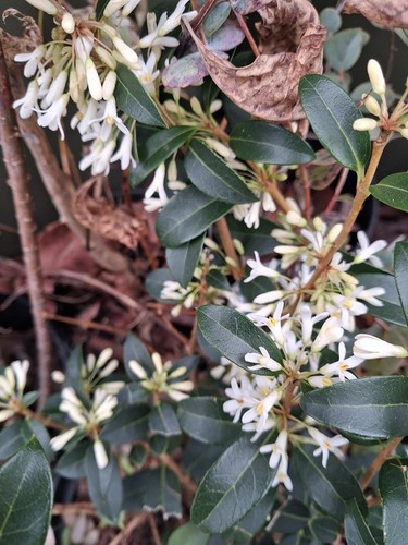 Evergreen osmanthus - evergreen,