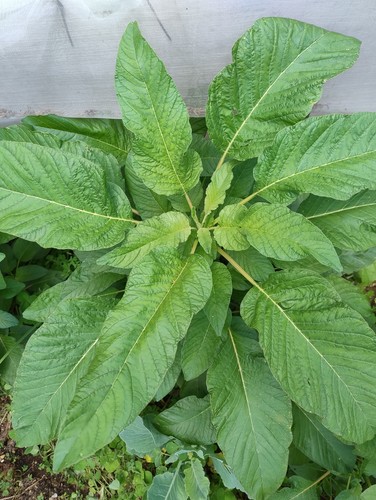 Jamaican callaloo seeds - jamaican,