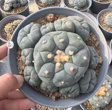 13cm Caci Own Root WYSIWYG