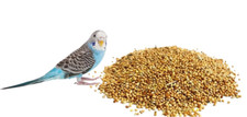 Budgie food seed mix special - budgie,