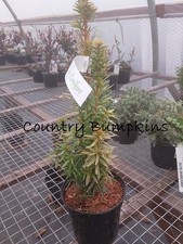 Taxus Baccata David, English