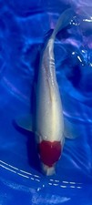 Tancho, Japanese Import Koi