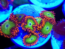 Oompa loompa zoanthids - zoanthids, zoas