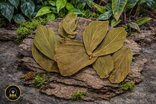 Catappa Leaves 10 pcs | Shrimp