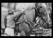 Unharnessing team of horses, Grundy County, Iowa 1940s Old Photo 11