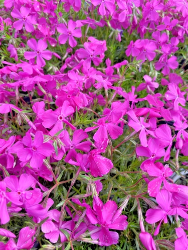 9cm phlox subulata - 2, x