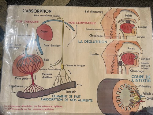 Vintage french anatomical - vintage,