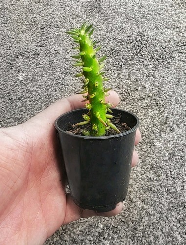 Eves pin cactus - eves,