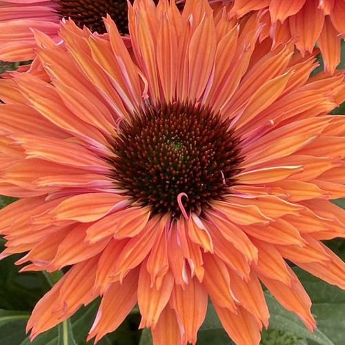 Echinacea sunseekers rainbow - echinacea,