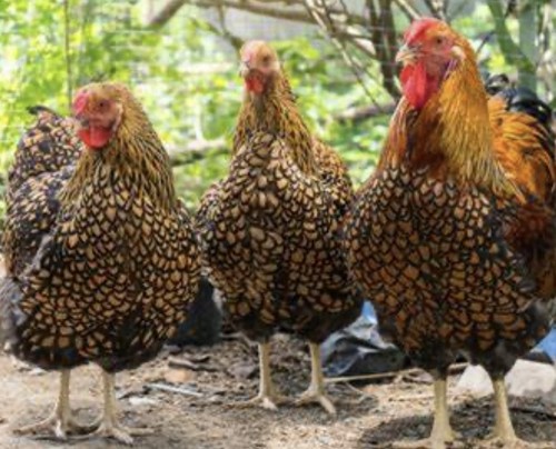 Purebred ayam cemani - ayam, 2