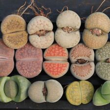 2.5cm-3cm Single Head Lithops, Living Stones Succulent | Shipped bare root