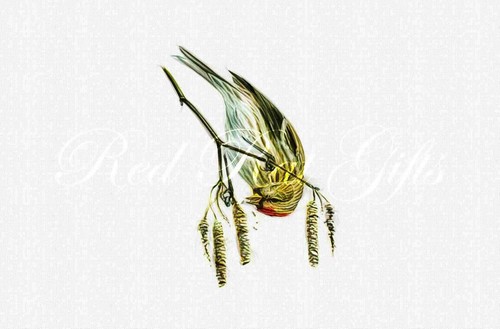 Drawing lesser redpoll - a4,