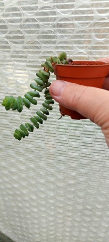 Crassula perforata succulent - crassula, perforata-