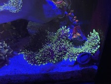 WYSIWYG Ultra Fuzzy Green Rhodactis Mushroom Coral Marine Softy Live Coral Frag