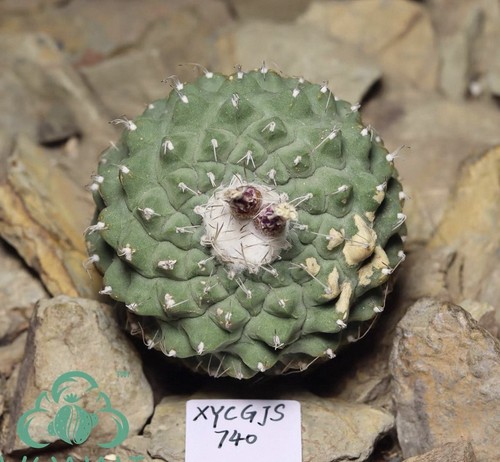 Rare live house plant - live,