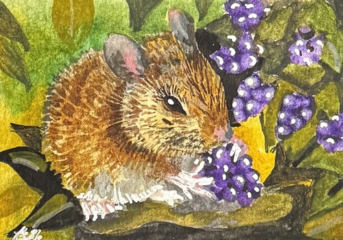 Aceo original watercolour - aceo,