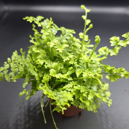Nephrolepis fluffy ruffles - nephrolepis, ruffles"