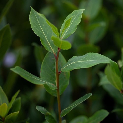 Laurus nobilis bay - nobilis, laurel