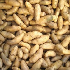 La Ratte Potato Seed Potatoes