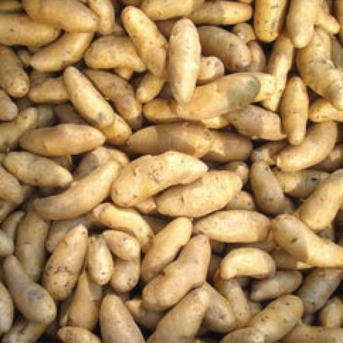 Ratte potato chitted - ratte,