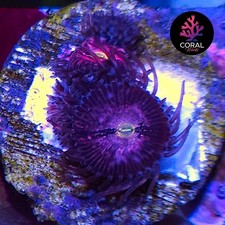 Purple Bees 4 Head Zoa Frag WYSIWYG