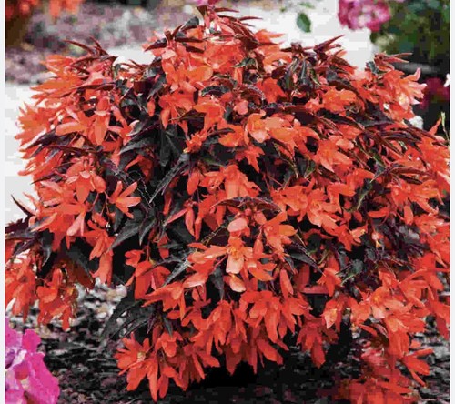 Trailing tub basket flowers - trailing,